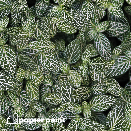 Brise vue effet feuillage de Fitonia